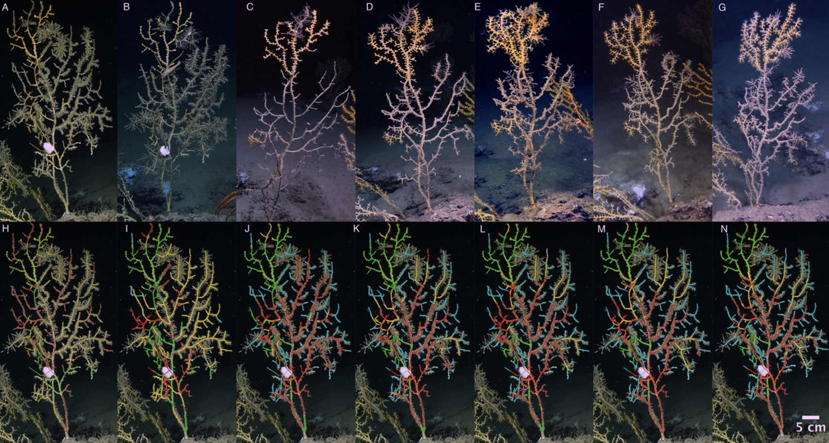New study underscores need for long-term monitoring of deep-sea coral communities